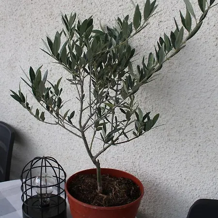 Mediterranean Vista Apartment *